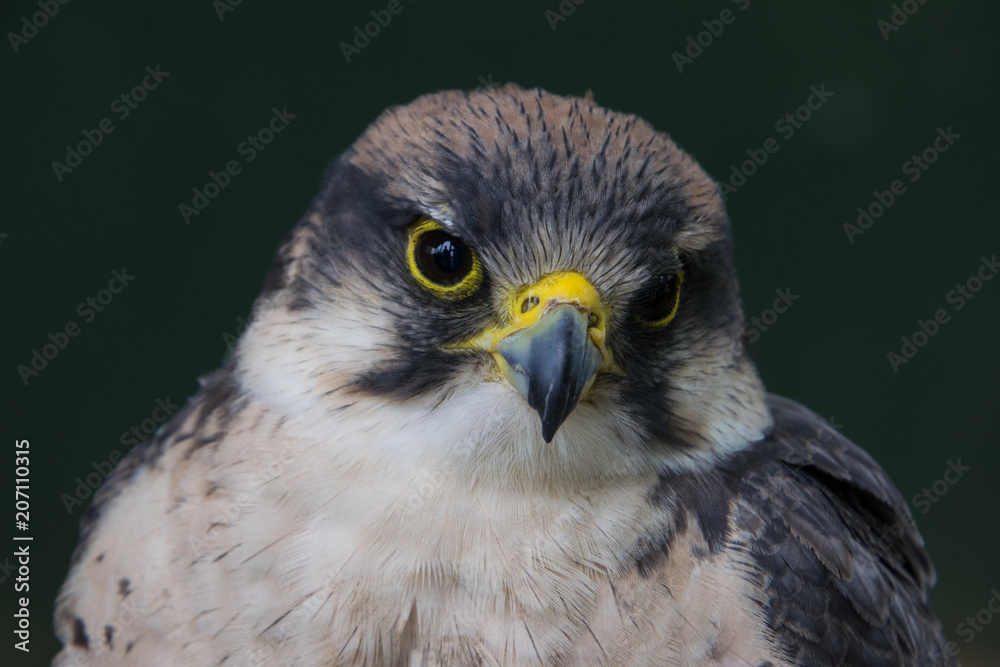 Grey hawk headshot, with head bent on its left side Grey hawk headshot, with head bent on its left side