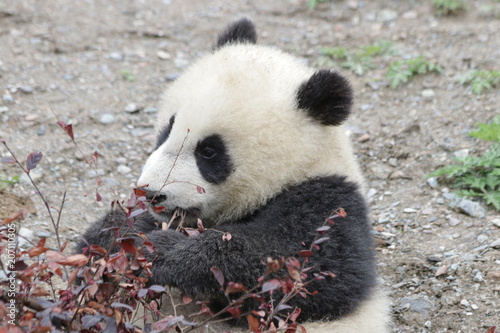 Fototapeta Naklejka Na Ścianę i Meble -  Little Panda is Eating the Red Leaves, China