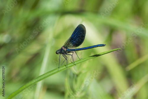 Blue dragonfly on the grass