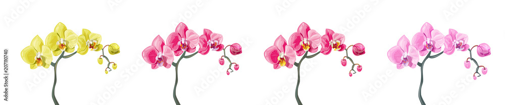 Panoramic view set Phalaenopsis orchid branches: pink, red, yellow flowers on white background. Digital draw tropical plants in watercolor style, vector botanical illustration for design