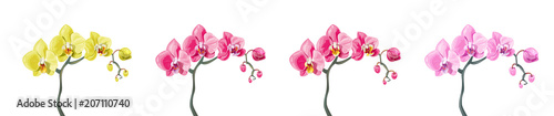 Panoramic view set Phalaenopsis orchid branches: pink, red, yellow flowers on white background. Digital draw tropical plants in watercolor style, vector botanical illustration for design