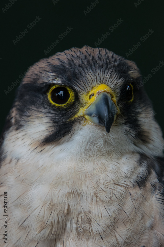Grey hawk portrait, bird looking up Grey hawk portrait, bird looking up