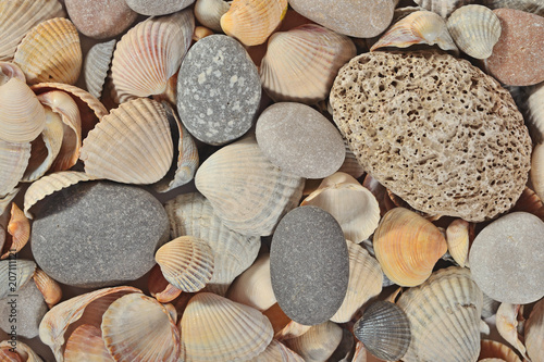Seashells and pebbles close-up