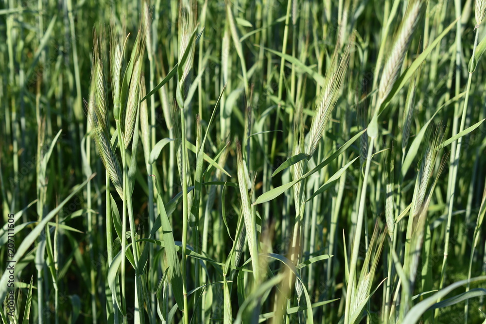 green stalks of wheat close-up, on soft blurred green background green stalks of wheat close-up, on soft blurred green background