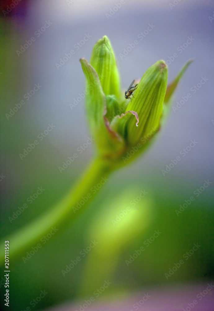 Fly insect sitting on a spring flower with a bud and blurred background Fly insect sitting on a spring flower with a bud and blurred background