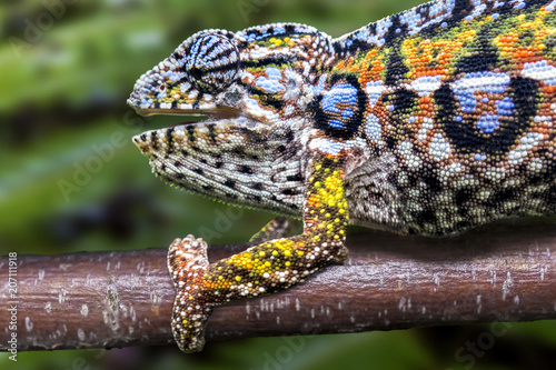 Panther chameleon, endemic reptile of Madagascar