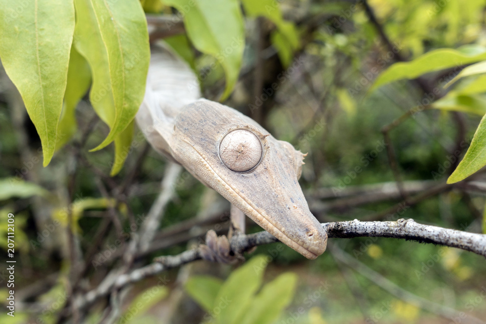 Leaf-tailed Gecko / Uroplatus phantasticus