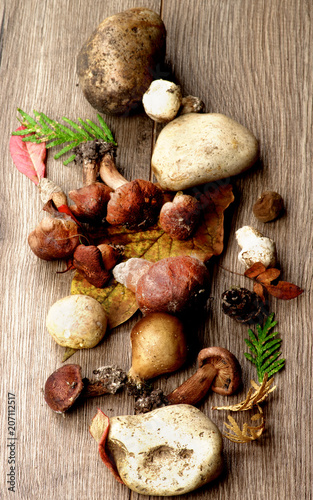 Forest Mushrooms Arrangement