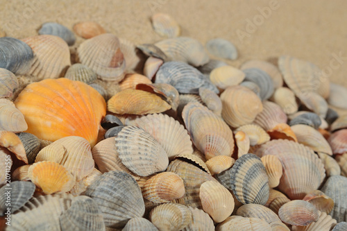 Seashells on a sand background