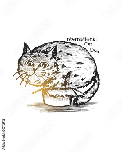 Detail hand drawn cat and box, internatonal cat day, fat, funny photo
