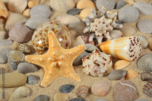 Starfish, seashells and pebbles close-up