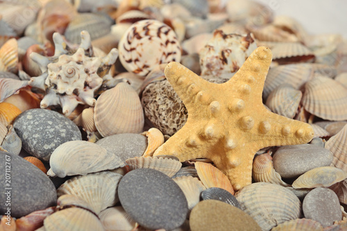 Starfish, seashells and pebbles close-up