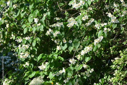 Fototapeta Naklejka Na Ścianę i Meble -  Nice flowers in the garden in midsummer, in a sunny day. Green landscape. Daffodils, Narcissus, Dahlias, Daisies, Dandelions
