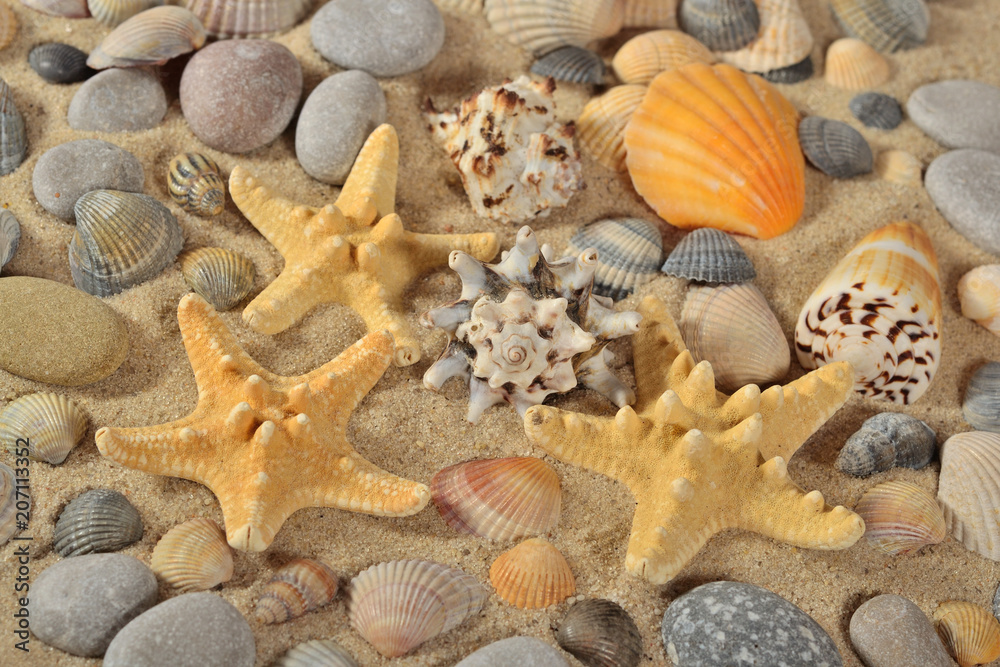 Starfishes, seashells and pebbles close-up Starfishes, seashells and pebbles close-up