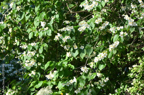 Fototapeta Naklejka Na Ścianę i Meble -  Nice flowers in the garden in midsummer, in a sunny day. Green landscape. Daffodils, Narcissus, Dahlias, Daisies, Dandelions
