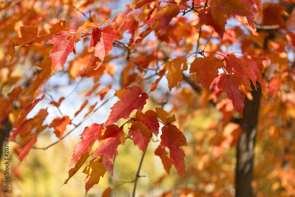 Red and orange leaves background. Autumn foliage. Red and orange leaves background. Autumn foliage.