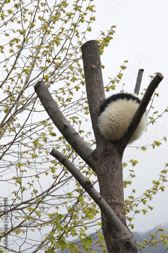 Fototapeta Naklejka Na Ścianę i Meble -  Little Fluffy Panda on the High Tree, China