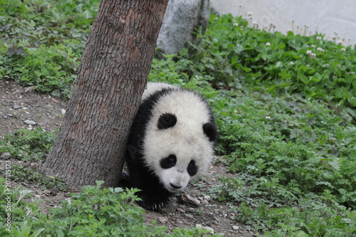 Fototapeta Naklejka Na Ścianę i Meble -  Playful Little Panda on the Green Yard, China