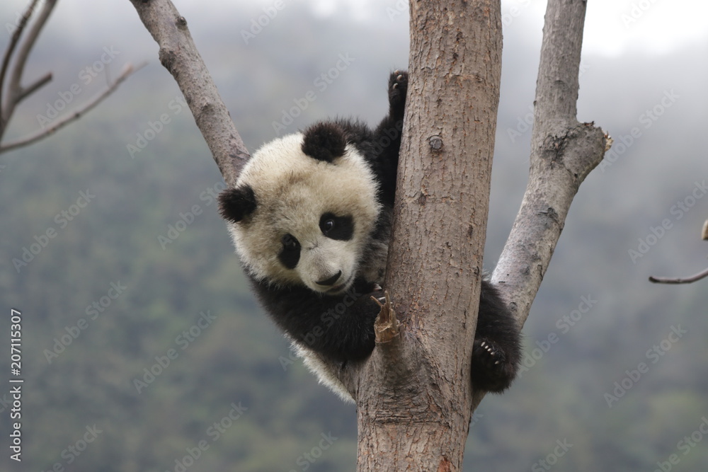Fototapeta premium Little Panda on the Tree