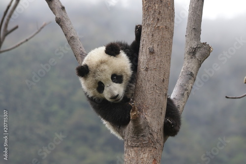 Fototapeta Naklejka Na Ścianę i Meble -  Little Panda on the Tree