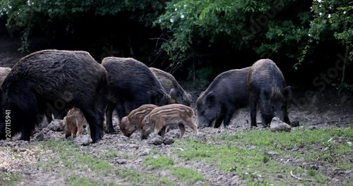 Feral pigs, sow and piglets rooting for food