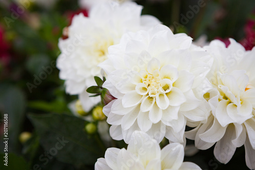 Fototapeta Naklejka Na Ścianę i Meble -  Beautiful dahlia flowers at garden
