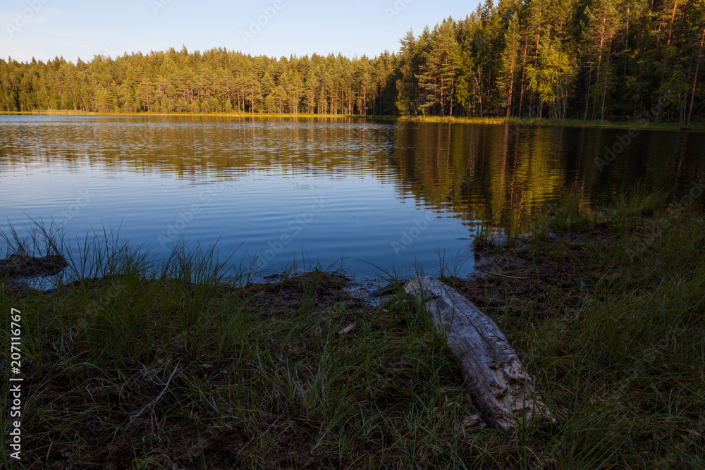 Forest lake landscape at summer day