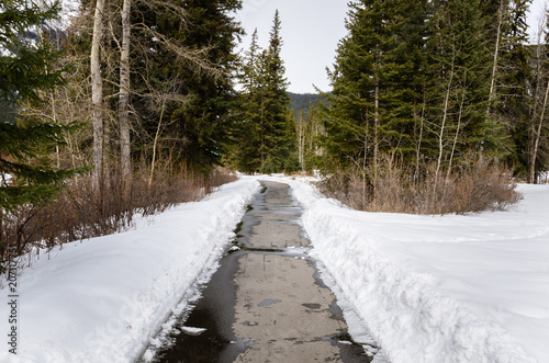 Narrow Paved Path Cleared of Snow Through a Winter Forest  photo