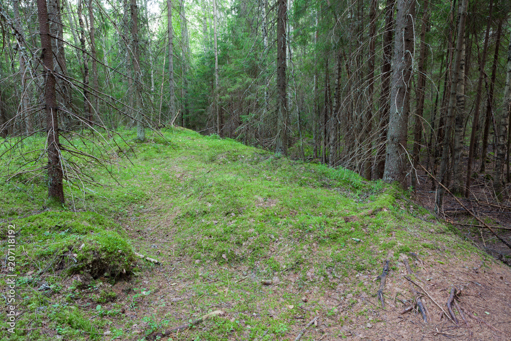 Spruce trees in forest in Finland