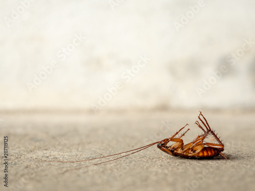 Dead cockroach on floor with copy sapce. pest control, health and hygiene concept photo