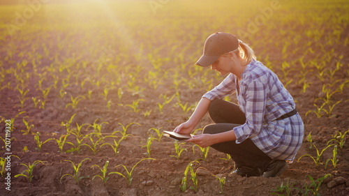 A female farmer is working in the field at sunset. Studying plant shoots, photographing them using a tablet