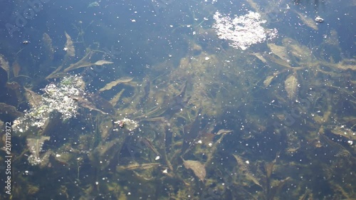 Foggy pond surface, early morning