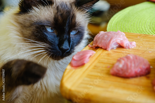 A beautiful Balinese cat steals raw meat from the table photo