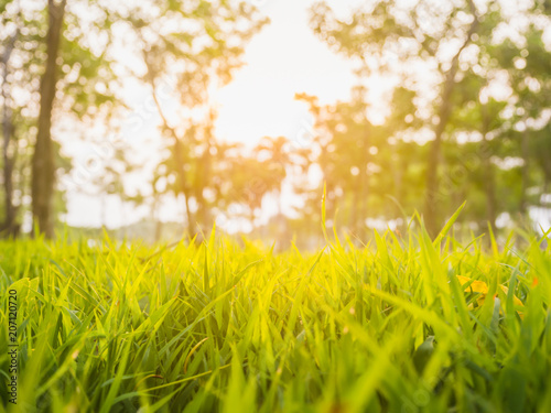Fototapeta Naklejka Na Ścianę i Meble -  The beauty of the grass at sunlight in the evening. Background blur