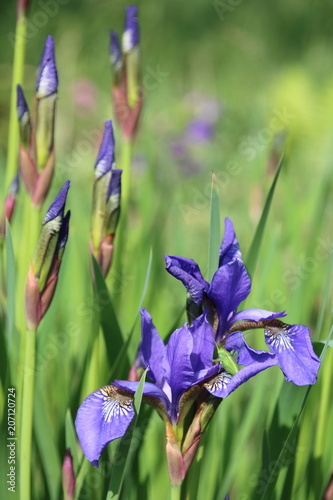 Fototapeta Naklejka Na Ścianę i Meble -  Beautiful blue iris flower