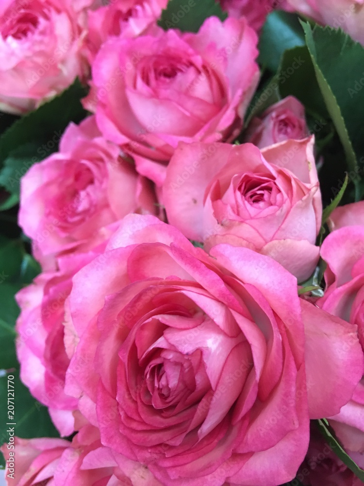 flowers flowers