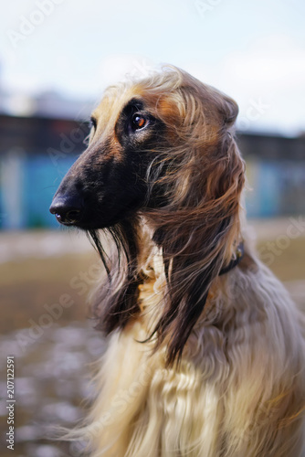 Fototapeta Naklejka Na Ścianę i Meble -  The portrait of an Afghan hound posing outdoors in spring
