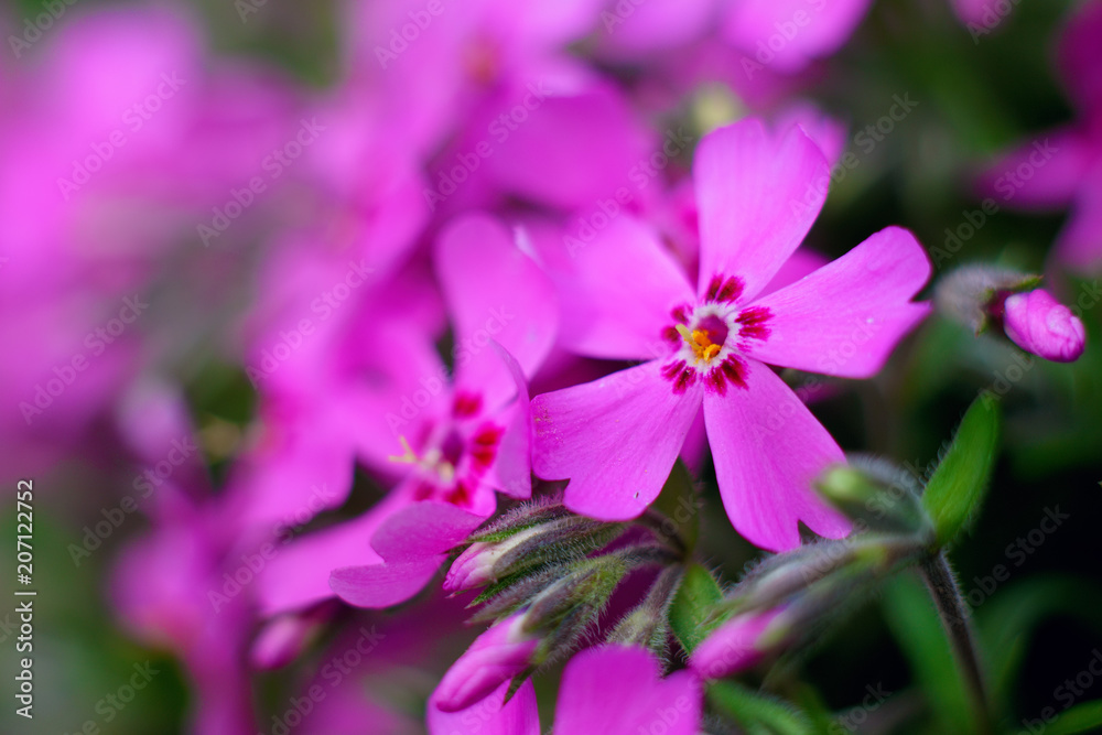 pink flower pink flower