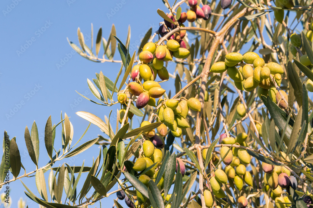 green table olives on olive tree against blue sky green table olives on olive tree against blue sky