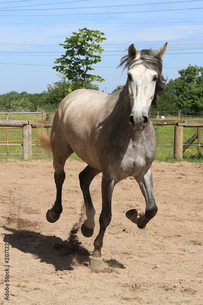 Pferd (Schimmel) tobt über die Pferdekoppel Pferd (Schimmel) tobt über die Pferdekoppel