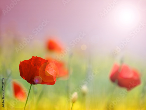 Field of poppies on a sunset