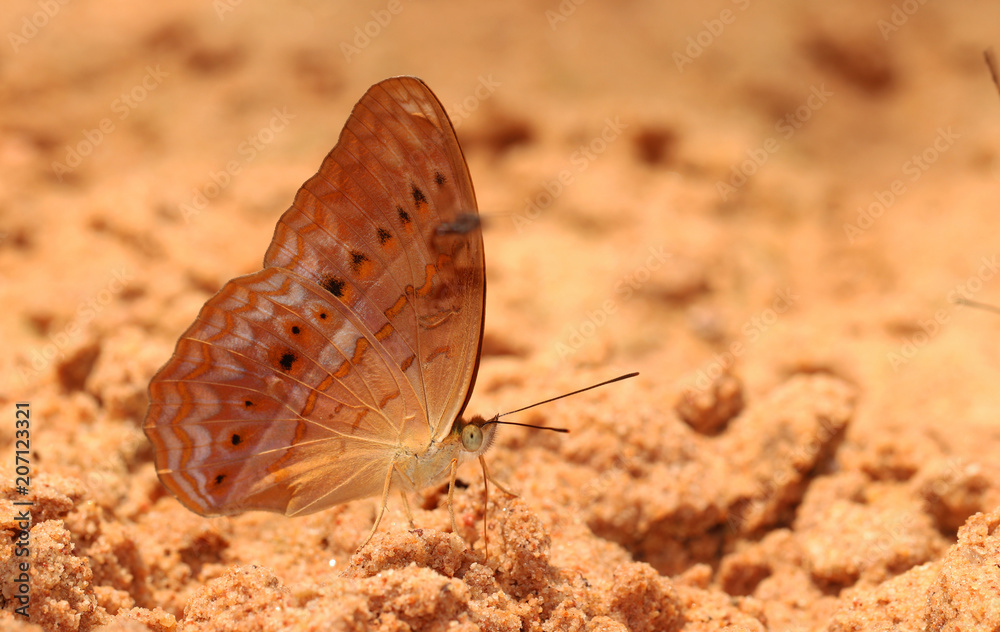 Butterfly in Natural background. Butterfly in Natural background.