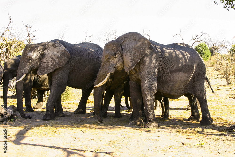 Gruppe von großen elefanten in Namibia