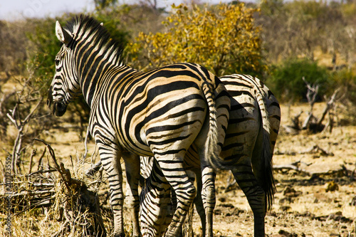 Gruppe von 2 Zebras in namibia