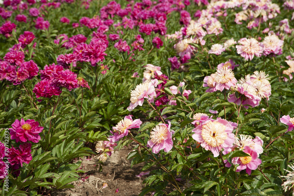 Pivoine Pivoine