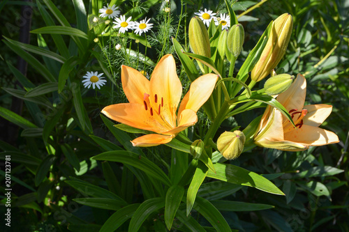 Yellow Lily flowers in the garden 