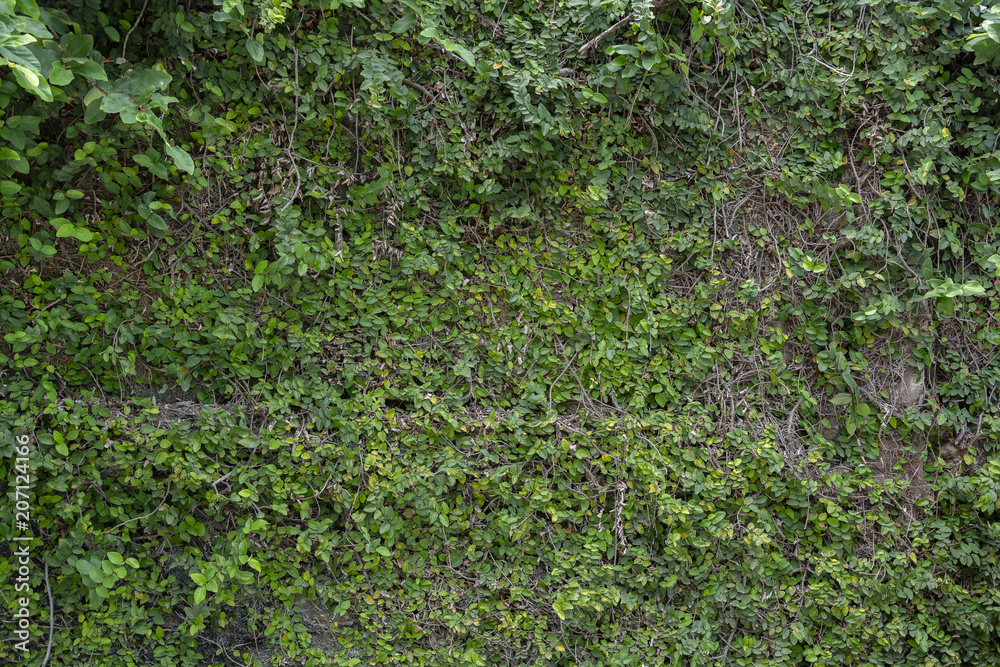 The Green Creeper Plant on Concrete block wall The Green Creeper Plant on Concrete block wall