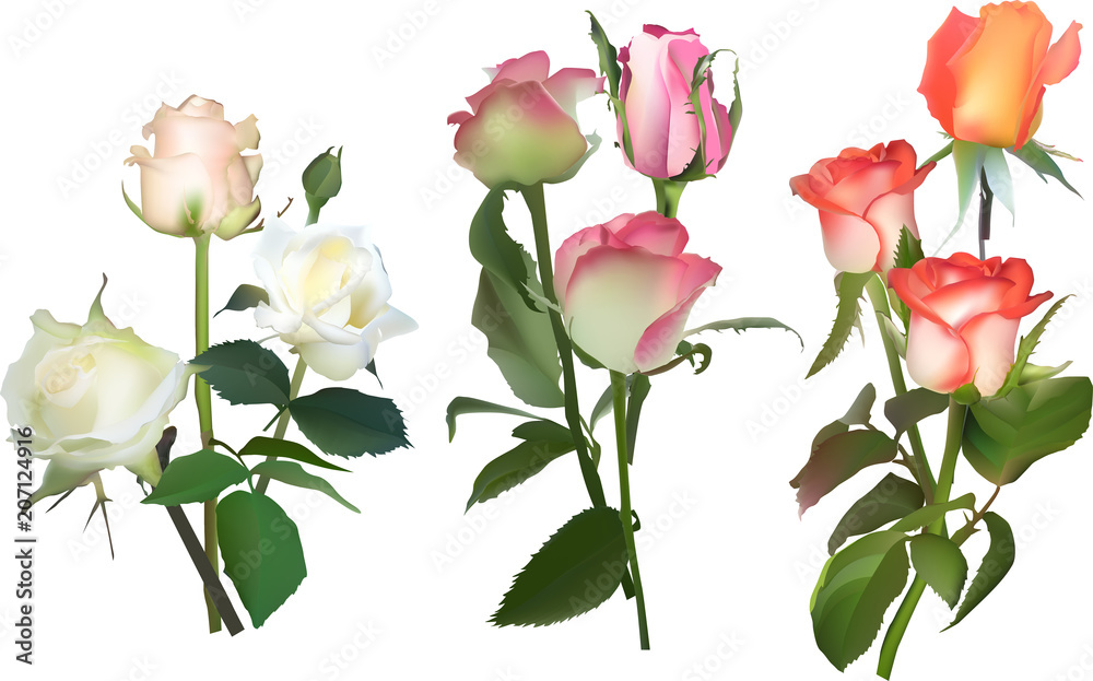 three color rose bunches isolated on white