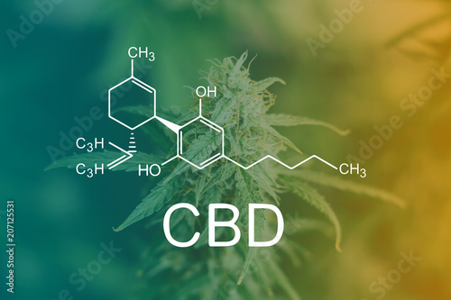 CBD Chemical Formula, before buds harvest indoor grow buds cannabis Macro shot with sugar trichomes. concepts of grow and use of marijuana cbd thc medicinal. Concepts of legalizing herbs weed