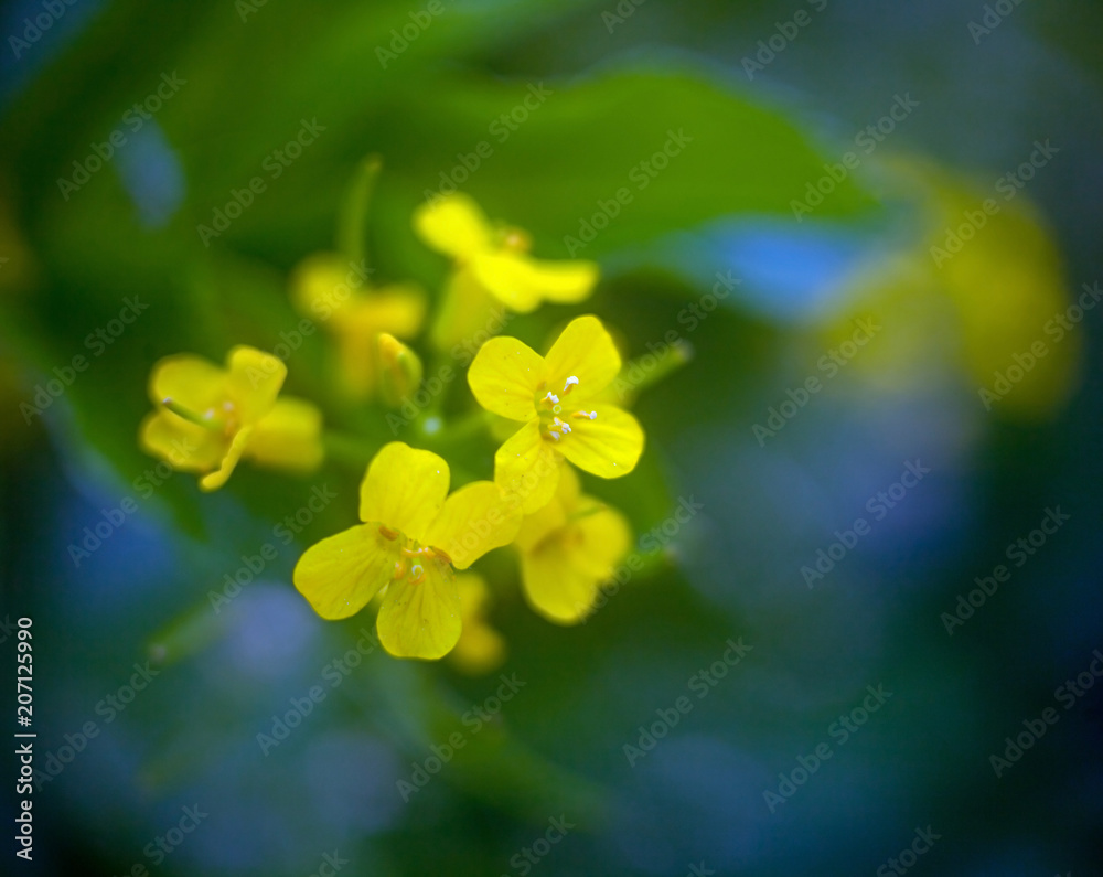 Fototapeta premium Spring yellow flower on a blurred background